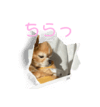 かわいいチワワのちゃちゃまる（個別スタンプ：8）