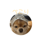 かわいいチワワのちゃちゃまる（個別スタンプ：9）