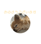 かわいいチワワのちゃちゃまる（個別スタンプ：11）