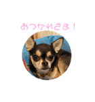 かわいいチワワのちゃちゃまる（個別スタンプ：12）