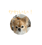かわいいチワワのちゃちゃまる（個別スタンプ：13）
