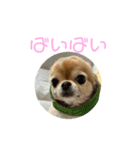 かわいいチワワのちゃちゃまる（個別スタンプ：16）