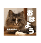マルとの日々（個別スタンプ：1）