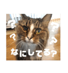 マルとの日々（個別スタンプ：2）