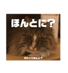 マルとの日々（個別スタンプ：3）