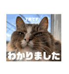 マルとの日々（個別スタンプ：4）