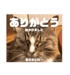 マルとの日々（個別スタンプ：5）