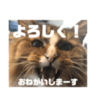 マルとの日々（個別スタンプ：6）
