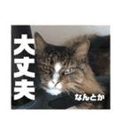 マルとの日々（個別スタンプ：7）