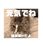マルとの日々（個別スタンプ：8）