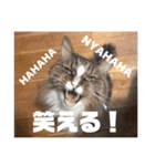 マルとの日々（個別スタンプ：9）