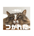 マルとの日々（個別スタンプ：11）
