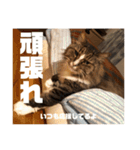 マルとの日々（個別スタンプ：12）