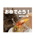 マルとの日々（個別スタンプ：13）