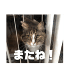 マルとの日々（個別スタンプ：15）