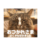 マルとの日々（個別スタンプ：17）