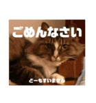 マルとの日々（個別スタンプ：18）