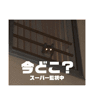 マルとの日々（個別スタンプ：19）