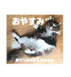 マルとの日々（個別スタンプ：21）