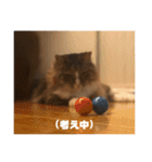 マルとの日々（個別スタンプ：22）