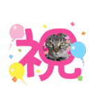 大切な家の猫（個別スタンプ：1）