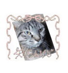 大切な家の猫（個別スタンプ：5）