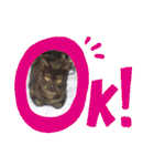 大切な家の猫（個別スタンプ：8）