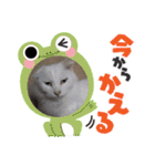 大切な家の猫（個別スタンプ：12）