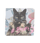 大切な家の猫（個別スタンプ：15）