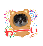 大切な家の猫（個別スタンプ：16）