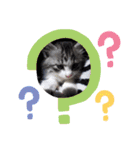大切な家の猫（個別スタンプ：17）