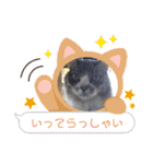 大切な家の猫（個別スタンプ：19）