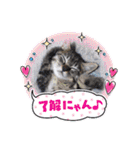 大切な家の猫（個別スタンプ：20）