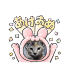 大切な家の猫（個別スタンプ：23）