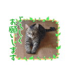 大切な家の猫（個別スタンプ：24）