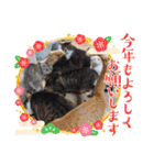 大切な家の猫（個別スタンプ：28）