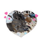 大切な家の猫（個別スタンプ：31）