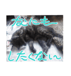 大切な家の猫（個別スタンプ：32）