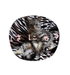 大切な家の猫（個別スタンプ：38）