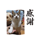 大切な家の猫（個別スタンプ：40）