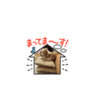 いとちゃん③スタンプ（個別スタンプ：4）