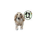いとちゃん ②スタンプ（個別スタンプ：1）