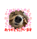 いとちゃん ②スタンプ（個別スタンプ：6）