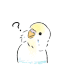 ご機嫌なセキセイインコ 2（個別スタンプ：1）
