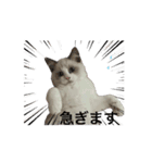 animal1150（個別スタンプ：4）