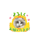 animal1150（個別スタンプ：6）
