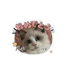 animal1150（個別スタンプ：7）