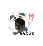 animal1150（個別スタンプ：8）