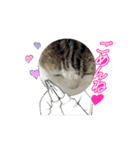 animal1150（個別スタンプ：10）