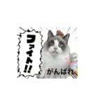 animal1150（個別スタンプ：11）